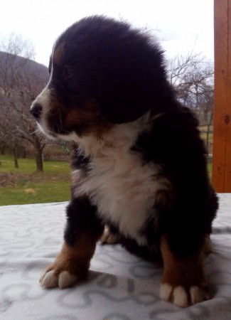 PSÍK ♂ 3 - CHILLI